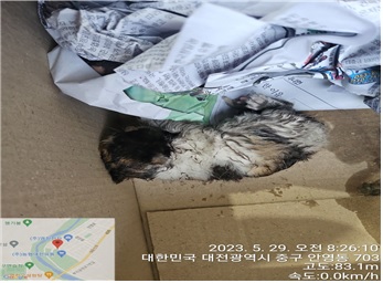 대전동물보호센터_430365202300247